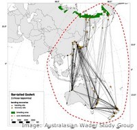 Migration paths of the Bar tailed Godwit